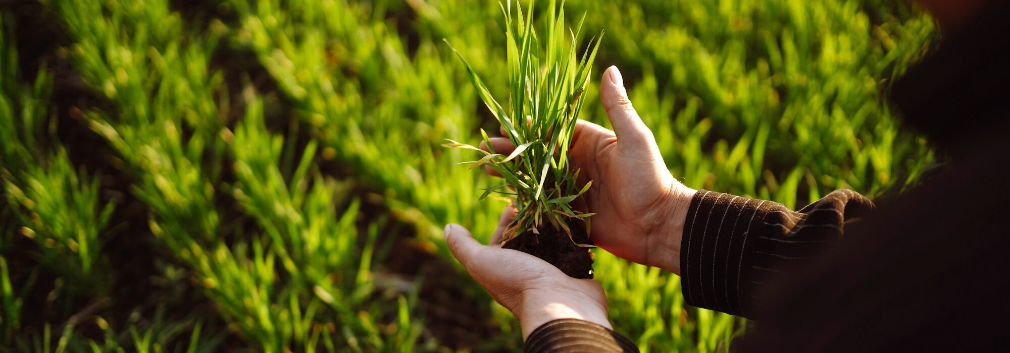 Farmer check his crop plant in the field. Farmer examining young wheat crop plant in agricultural.